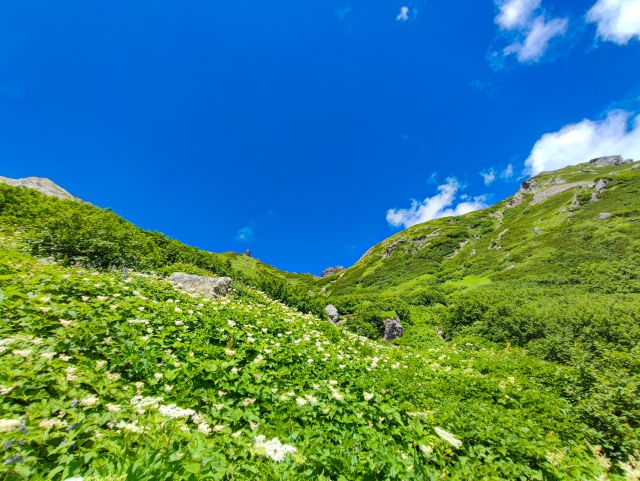 Lush green hillside covered in flowering plants under a bright blue sky with a few clouds.
